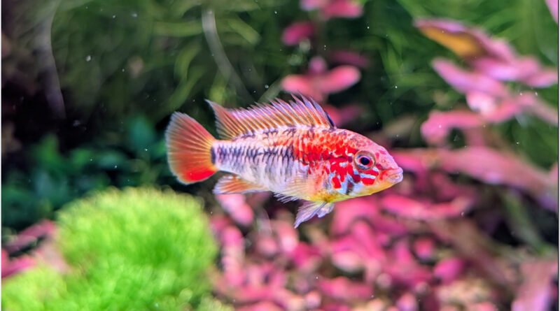 apistogramma macmasteri