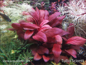 Samolus parviflorus red 1
