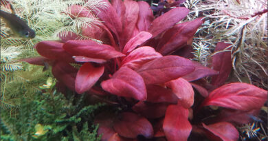 Samolus parviflorus red