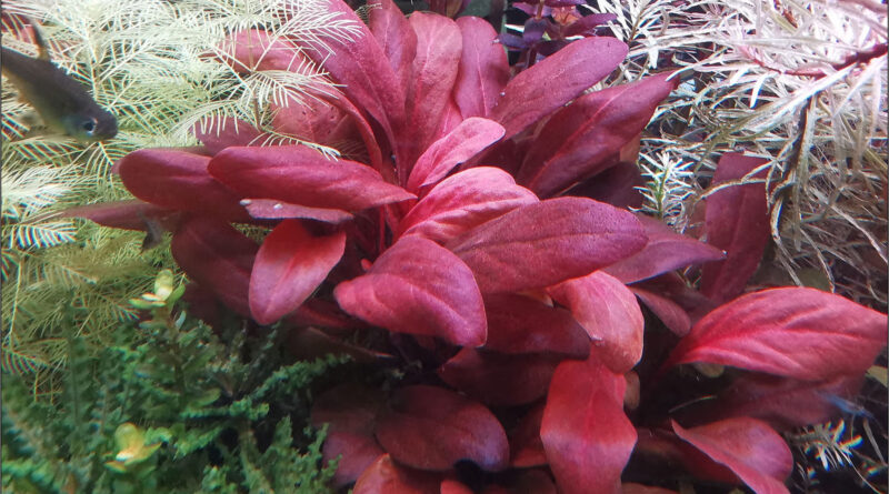 Samolus parviflorus red