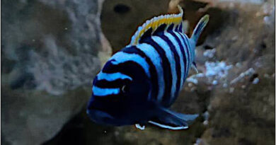 Cynotilapia red top lykoma