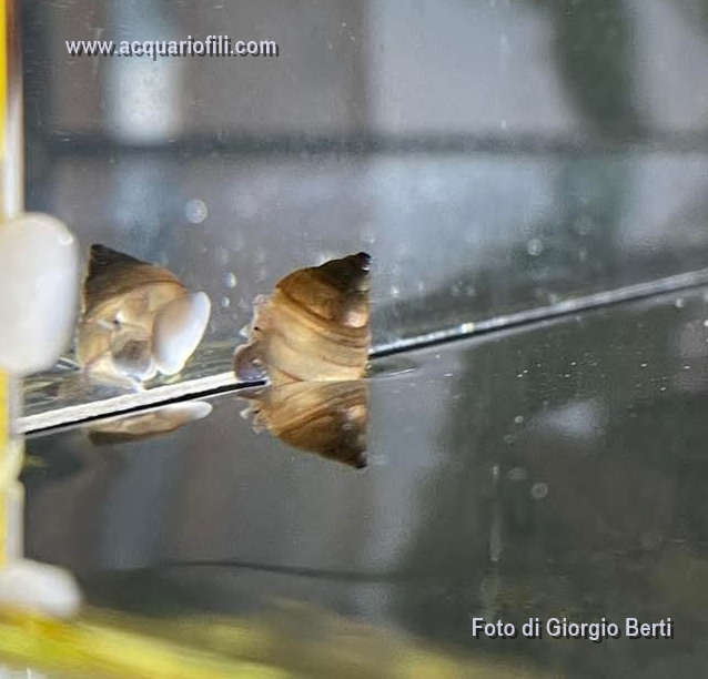 (Filopaludina martensi white) -2