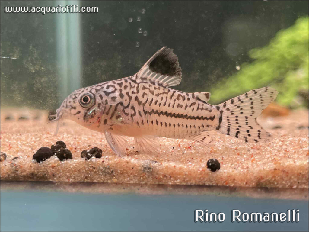 corydoras leopardus corydoras leopardus
