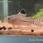 corydoras leopardus