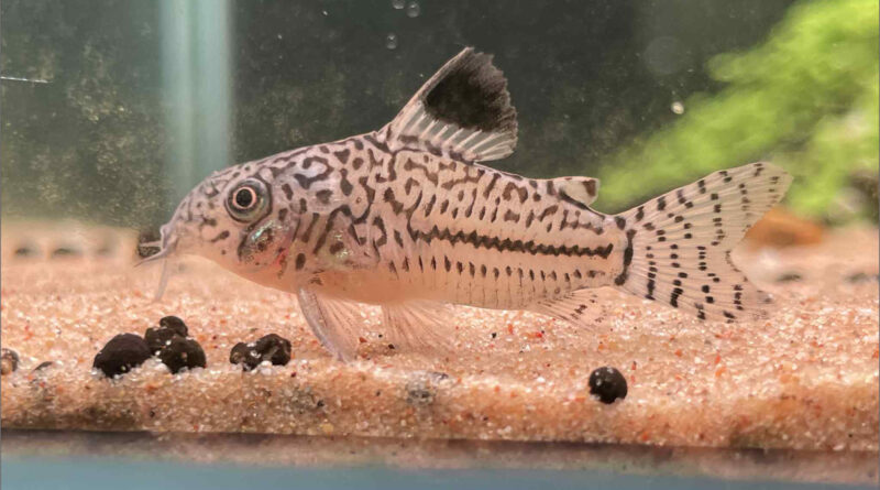 corydoras leopardus