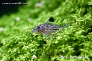 corydoras leopardus corydoras leopardus