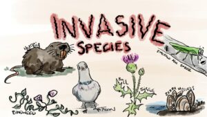 specie invasive