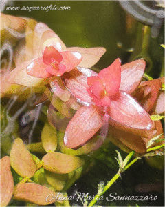 Bacopa Colorata