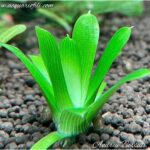 Eriocaulon Cuspidatum