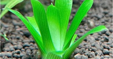 Eriocaulon Cuspidatum