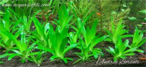 Eriocaulon Cuspidatum