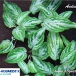 Lagenandra Meeboldii