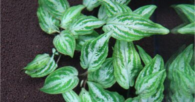 Lagenandra Meeboldii