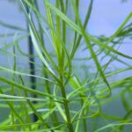 pogostemon stellatus