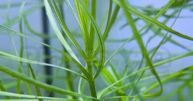 pogostemon stellatus