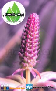 pogostemon stellatus fiore