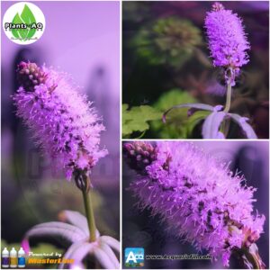 pogostemon stellatus fiore aperto pogostemon stellatus fiore aperto