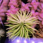 Pogostemon Heidelberg