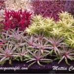 Pogostemon helferi red 1200