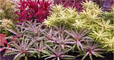 Pogostemon helferi red 1200