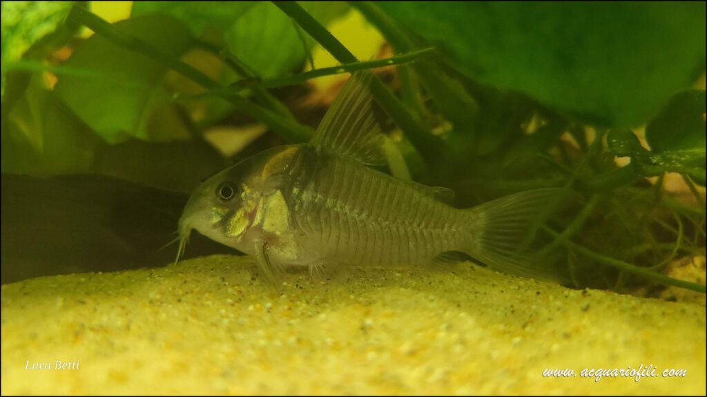 Hoplisoma colossus Hoplisoma colossus