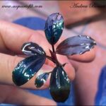 Bucephalandra Moonlight