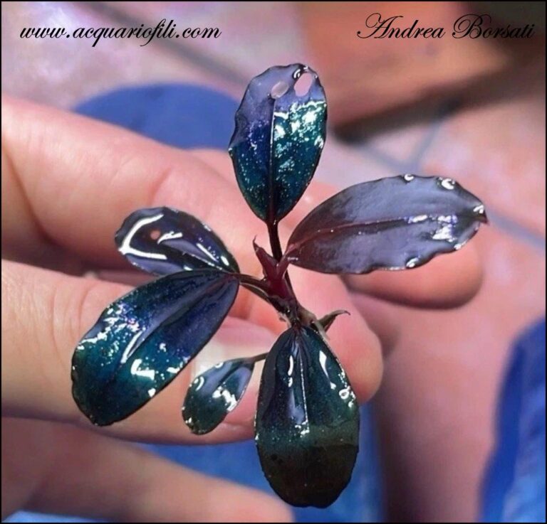 Bucephalandra Moonlight