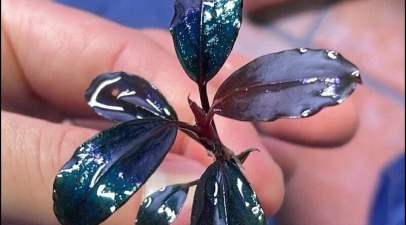 Bucephalandra Moonlight