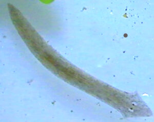 planaria 