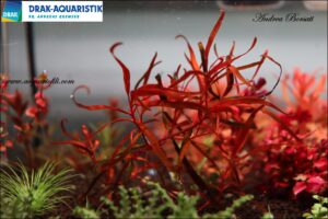 Rotala Serpyllifolia