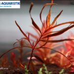 Rotala Serpyllifolia