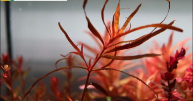 Rotala Serpyllifolia