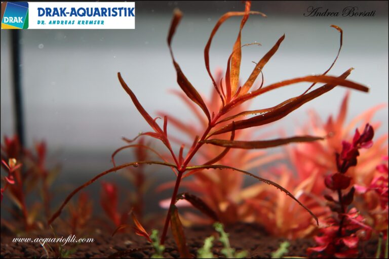 Rotala Serpyllifolia