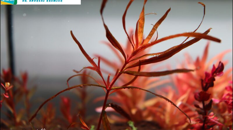 Rotala Serpyllifolia