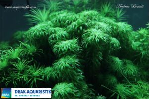 Syngonanthus Macrocaulon