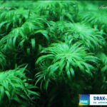 Syngonanthus Macrocaulon