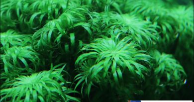 Syngonanthus Macrocaulon