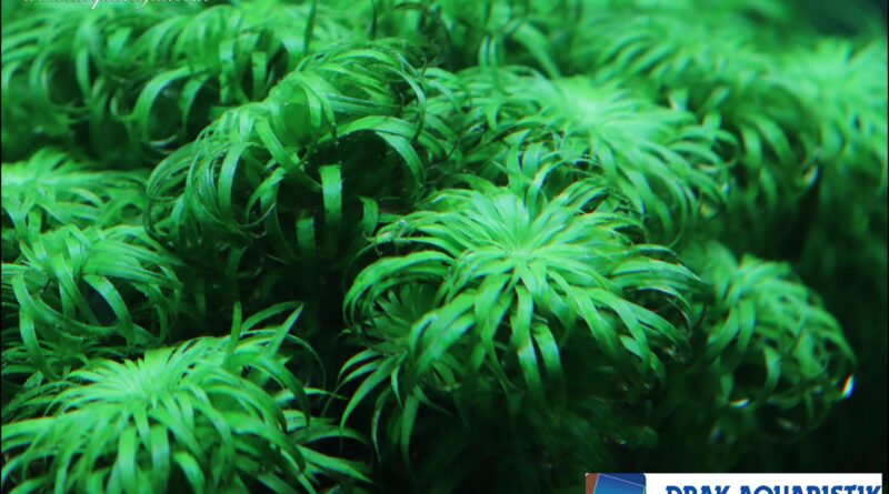 Syngonanthus Macrocaulon