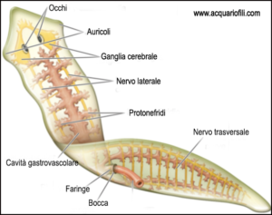 Dugesia 