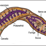 planaria anatomia