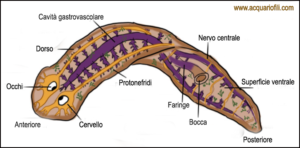 Planaria anatomia 