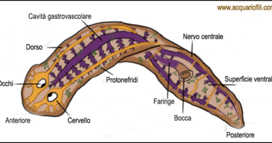 planaria anatomia