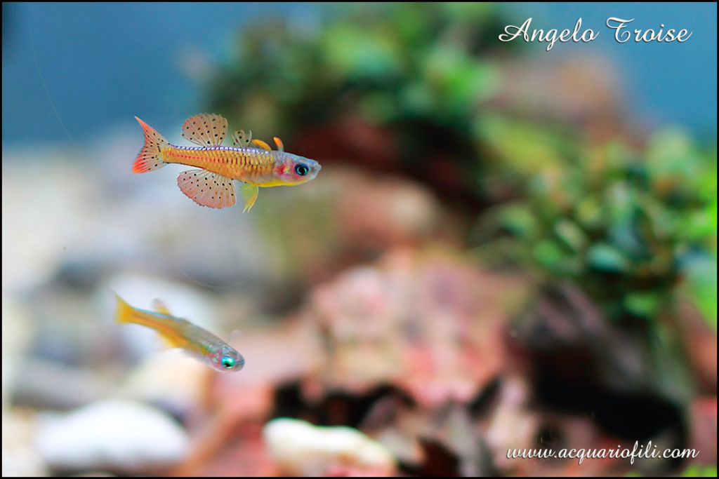 pseudumogil paskai blue eyes pseudumogil paskai blue eyes