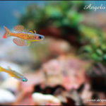 pseudumogil paskai blue eyes