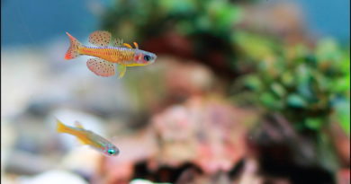 pseudumogil paskai blue eyes