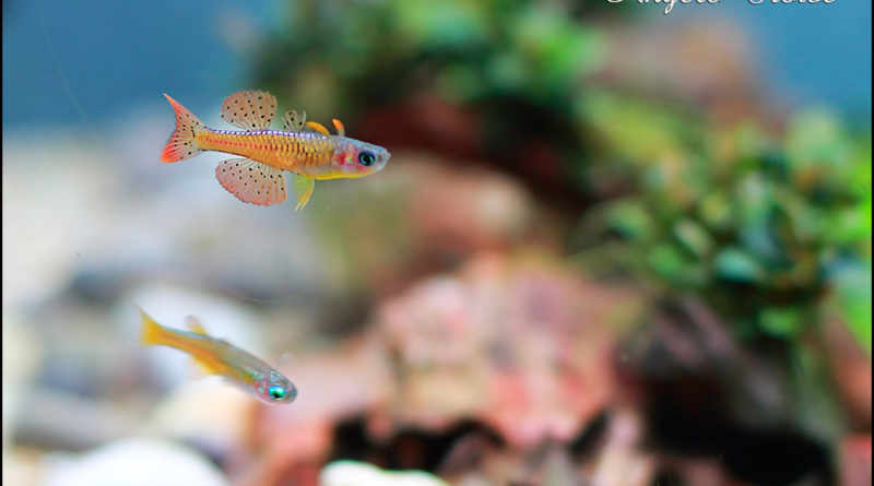 pseudumogil paskai blue eyes